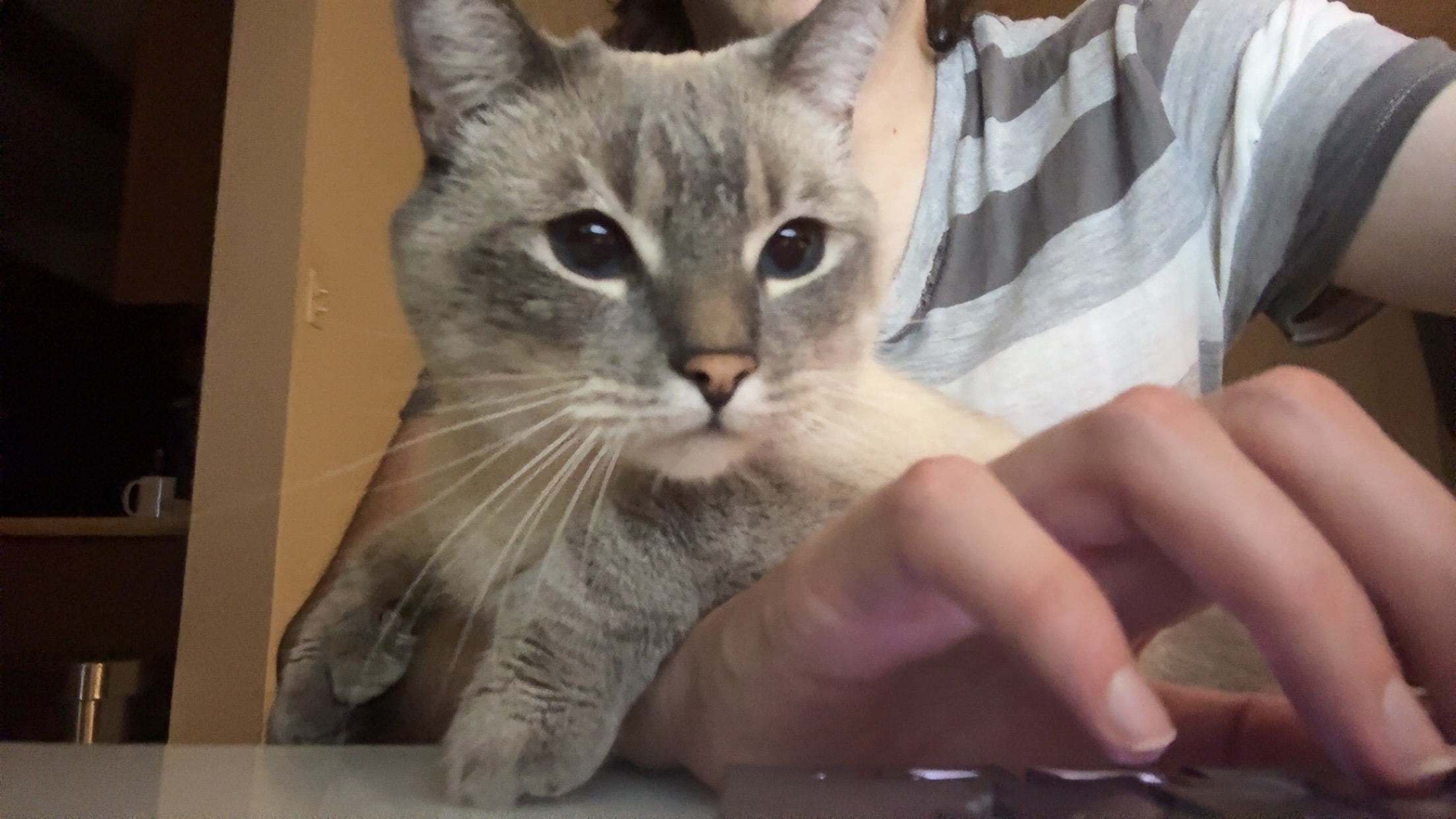 A photo of mittens, the mastermind behind this project.